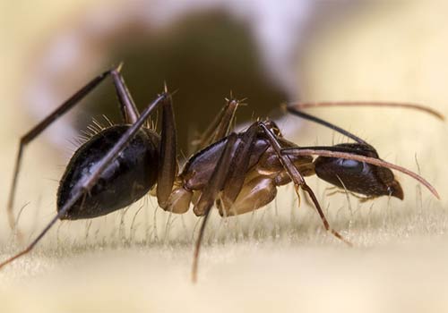 Уничтожение муравьев в Волгограде
