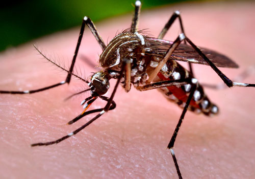 Уничтожение комаров в Волгограде