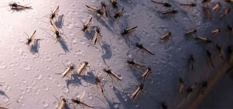 Уничтожение комаров в Волгограде