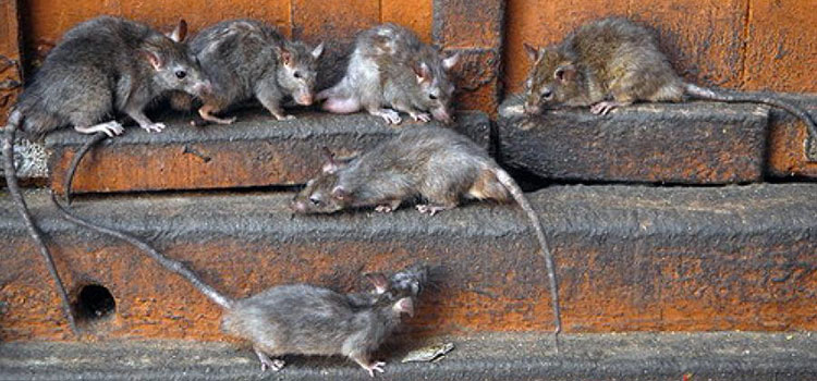 Уничтожение крыс в Волгограде